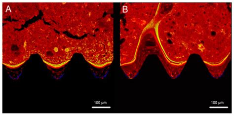 Optimized Surface Characteristics and Enhanced in Vivo Osseointegration ...