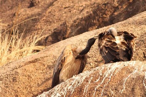 Birds Of A Feather | LBB