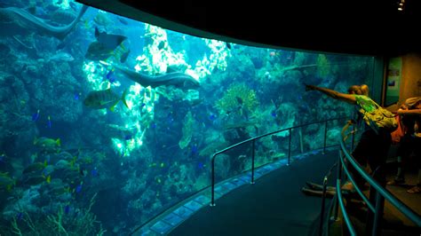 Aquarium Of The Pacific