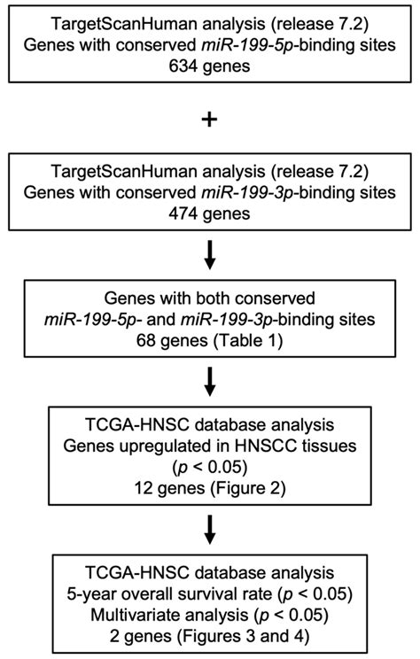 Identification of miR-199-5p and miR-199-3p Target Genes: Paxillin ...