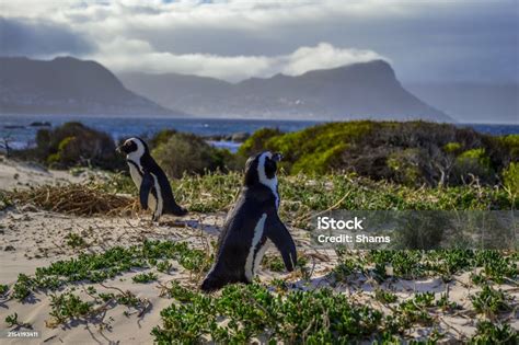 Image result for Count and Say Python Code Coding Ninja Solution