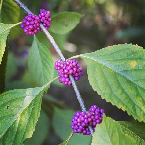American Beauty Berry: Edible Purple Berries