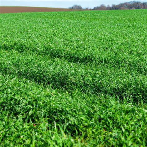 Intensive Farming: Advantages, Disadvantages, and Impact on Environment