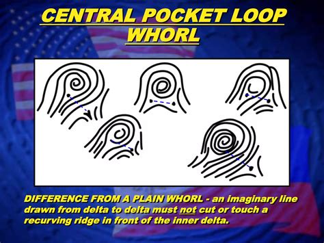 Whorl Patterns | PPTX