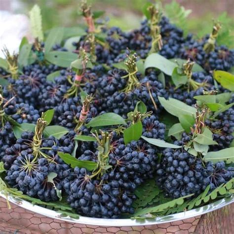 Rumdul Fruit Plant (Sphaerocoryne Affinis) – veliyathgardens