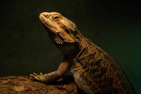 11 Types of Bearded Dragon Morphs
