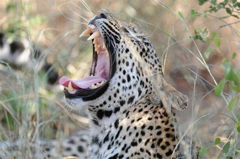 From Disaster Planning to Conservation: Mobile Phones as a New Tracking ...