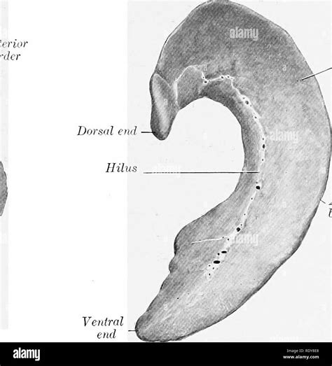 . The anatomy of the domestic animals . Veterinary anatomy. Posterior border. h. ^^ Gastric ...
