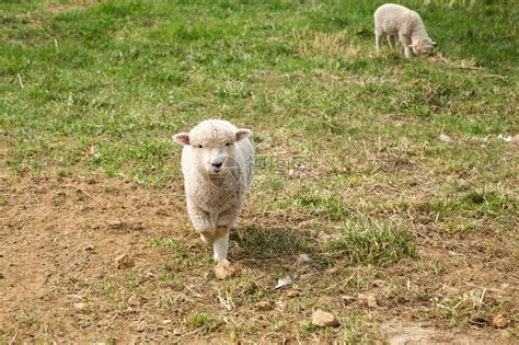 【现代化养羊场设计图】_365养羊网