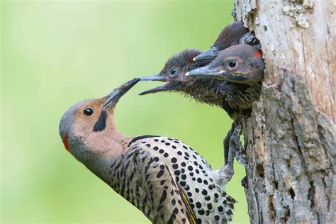 Northern Flicker: Identification, Facts & Guide Pictures - AZ Animals