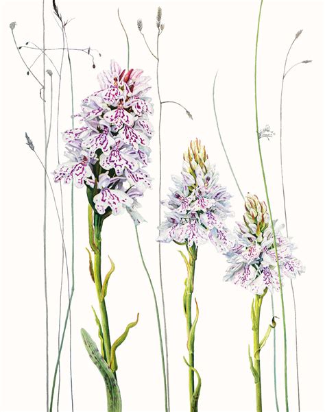 Rosie Sanders, Common spotted orchids, 2021 | Jonathan Cooper
