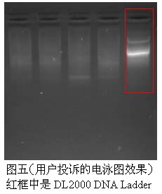 容易被误读的电泳图（核酸电泳经验之谈1）杭州新景生物试剂开发有限公司,核酸纯化专家,Simgen
