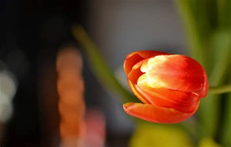 Wallpaper flower, red, background, Tulip for mobile and desktop ...
