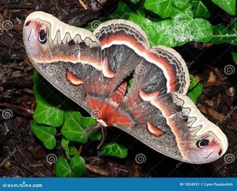 Giant Silk Moth