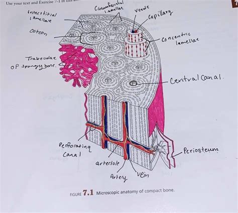 Microscopic Bone Matrix Figure 的图像结果