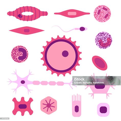 Cell Type 的图像结果