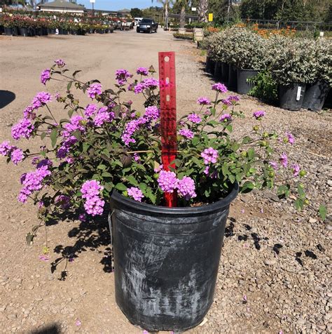 5 GALLON LANTANA PURPLE - LANTANA MONTEVIDENSIS-92067 - Nurseries Direct