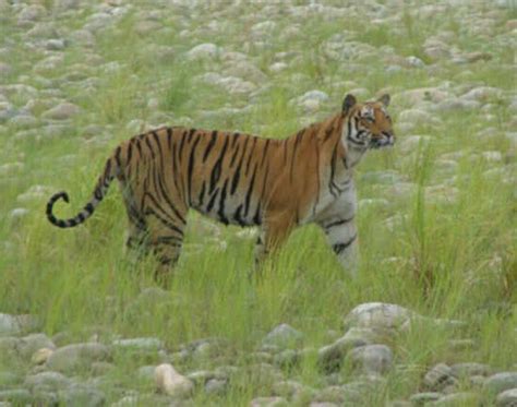 Best Places To Spot Tigers in India | The Indian Tiger Trail | TimesTravel