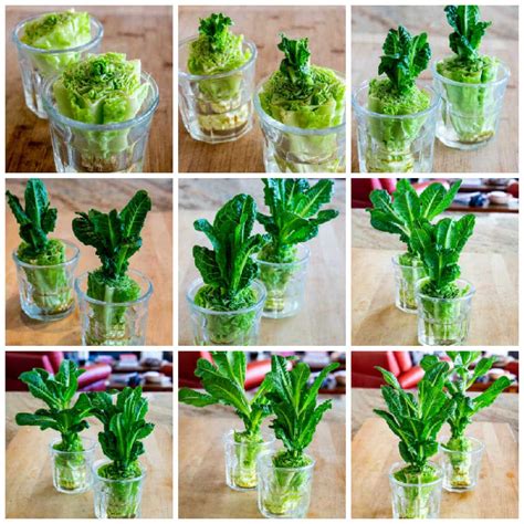Lettuce Growing Tips