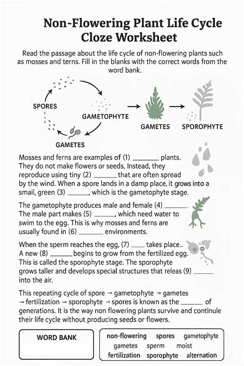 Reproduction Of Non Flowering Plants Grade 6