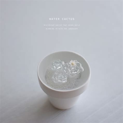 water cactus (mini) ミニサボテン | echidna