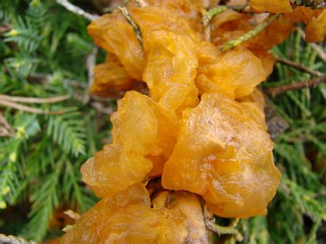 Image result for weißdorn gitterrost