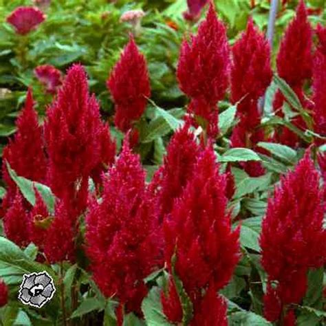 Physical Aspiration for immortality : flower significance