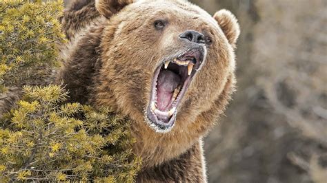 Big Grizzly Bear Attack