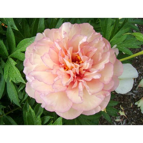 Buy Peony Scrumdidleumptious Itoh Hybrids Plant Online at Lowest Price ...