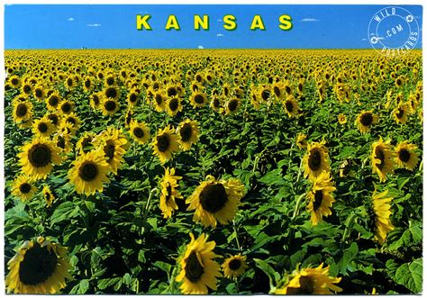 Pictures Of Sunflowers In Kansas at David Delarosa blog