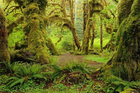 Rainforest Habitats Facts at Abbie Patterson blog