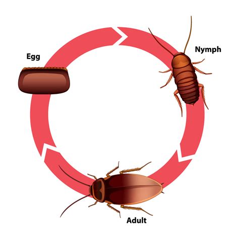 Cockroach Life Cycle Stages – Pest Supply Canada