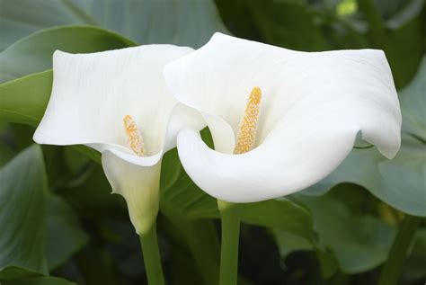 How to Grow and Care for Calla Lilies