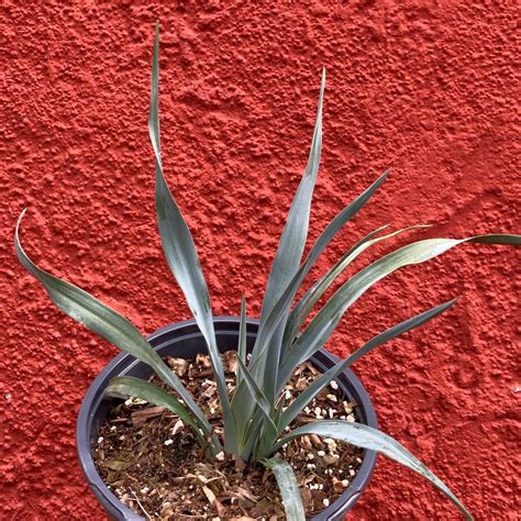 Hesperoyucca whipplei - Chaparral Yucca – Artemisia Nursery