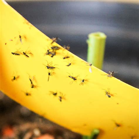 How To Keep Gnats Out Of Your Kitchen & Home - For Good!