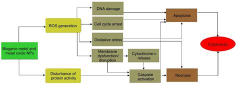 Updates on Biogenic Metallic and Metal Oxide Nanoparticles: Therapy ...
