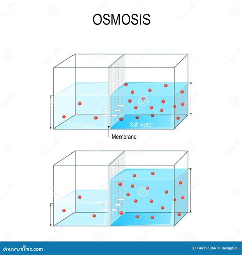 Osmosis. Water Passing through a Semi-permeable Membrane into a Region ...