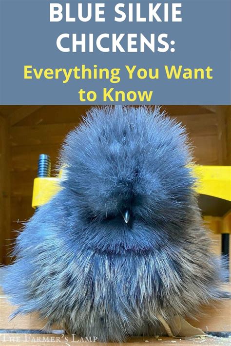 Blue Silkie Chickens: Your Essential Guide To Silkie Success