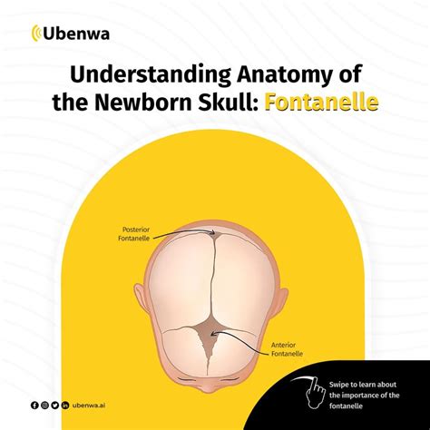 Your Baby's Skull and Fontanelle: A Guide for Parents : r/NanniAI