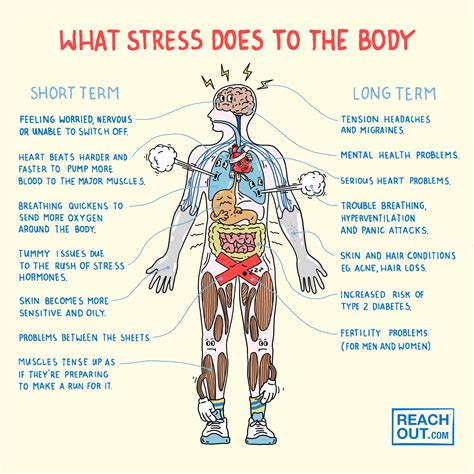 Schéma Anatomique De Réponse Au Stress Avec Le Concept De Contour De ...