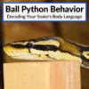 Image result for Ball Python Angry
