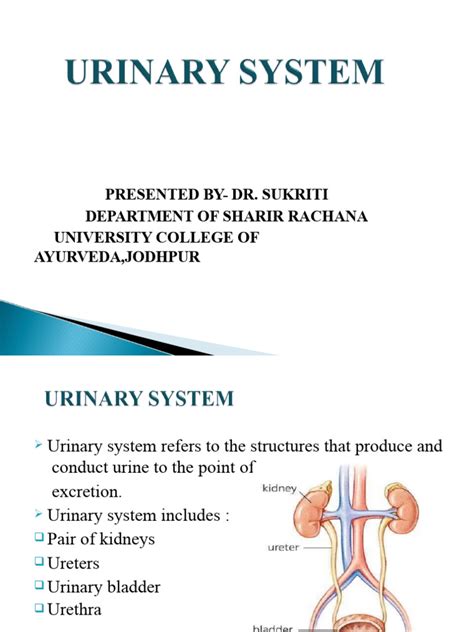 Image result for Urinary System.pdf