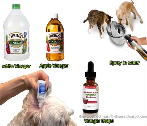 Natural Way To Kill Fleas In Carpet - Caraway Seeds Health Benefits
