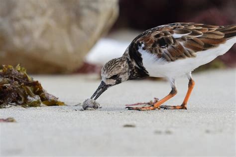Close-up side view of a bird | Premium Photo