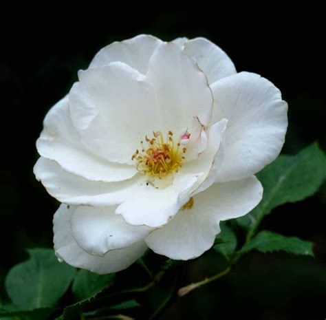 Cherokee rose georgia state flower – Artofit