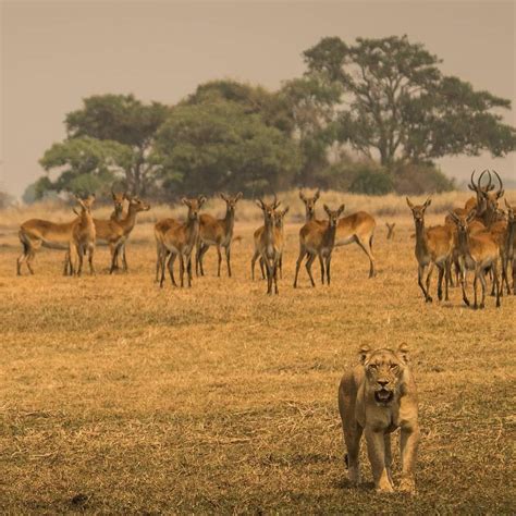Village People in Zambia 的图像结果