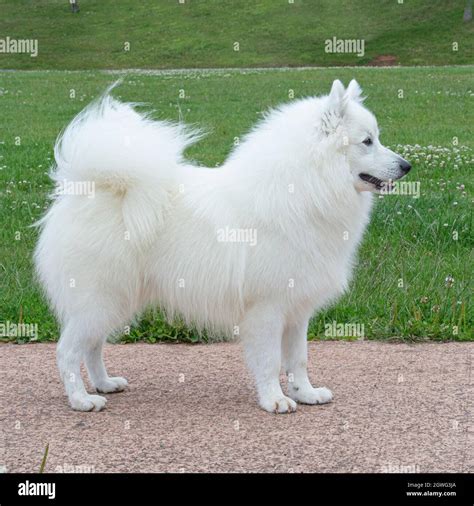 american eskimo dog Stock Photo - Alamy