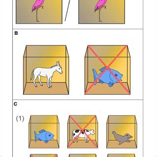 Image result for Bird Training Discrimination Task