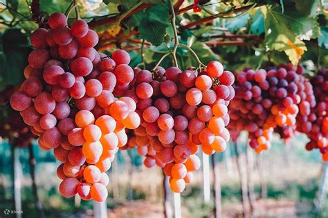 Scenic Views, Local Crafts & Grape Farms: La Union South Tour - Klook India