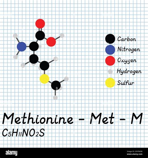 Amino Acid Structure Methionine at Ethan Fuhrman blog